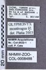 Etikette zu Glyphonyx montivagus (NHMW-ZOO-COL-0008488)